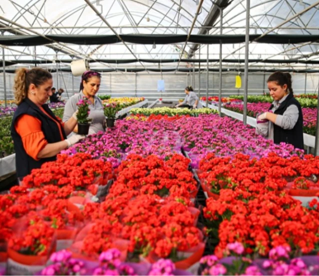 Çiçekçilerde 2026 yılbaşı hareketliliği