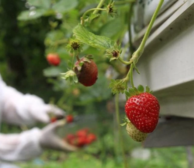 Çilek üretimi için çalışmalar başladı! 20 fide dikildi