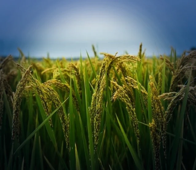 Çin'in hububat üretimi 714,8 milyon ton oldu