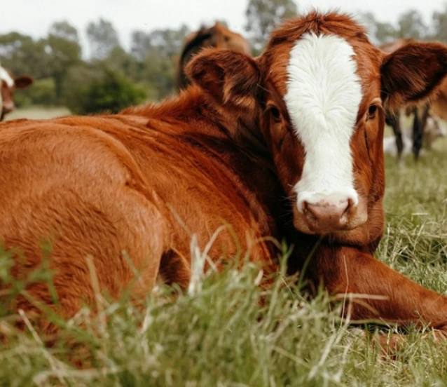 Tabii tohumlama boğaları için izin şartı getirildi