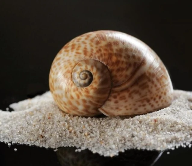 Deniz salyangozu ihracatı 2025'te 20,9 milyon doları aştı