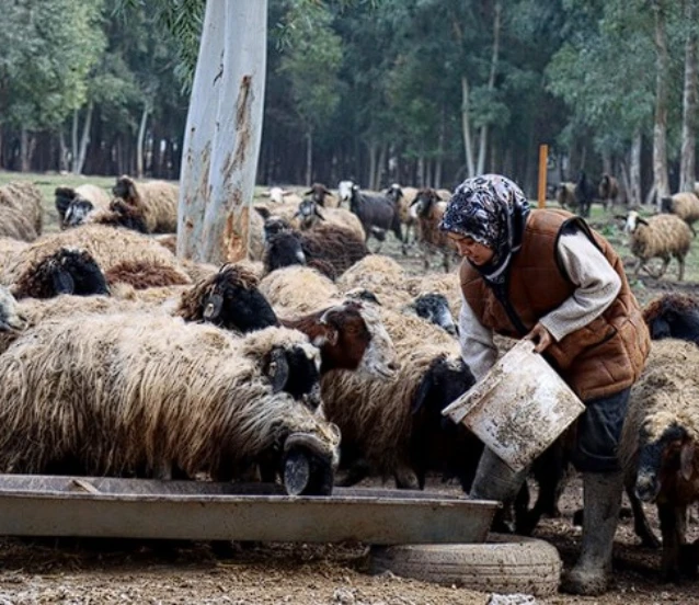 Depremzede üniversiteli kadına devlet desteği: Sürüsünü 2 katına çıkardı