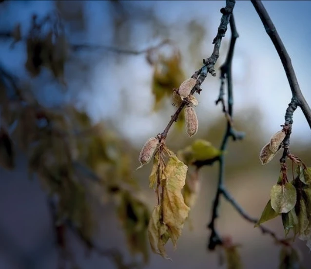 Don vuran üreticiye toplam destek 20,4 milyar liraya ulaştı