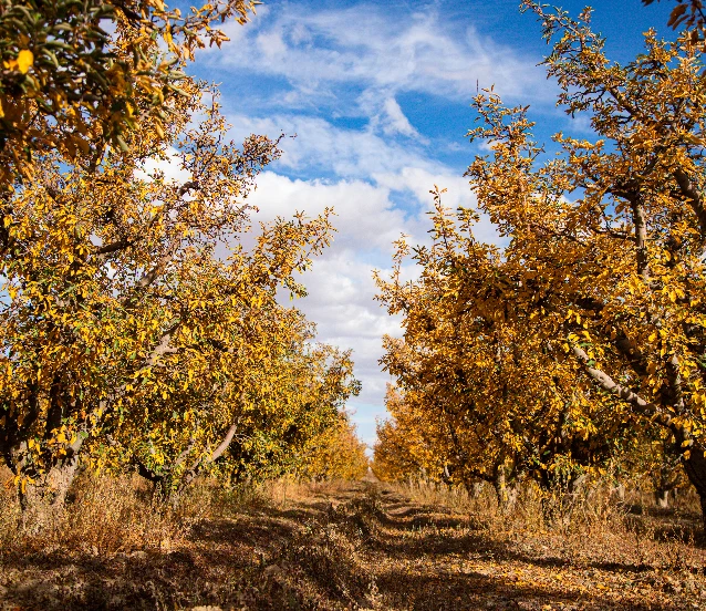 Elma bahçeleri sonbaharın renklerine büründü