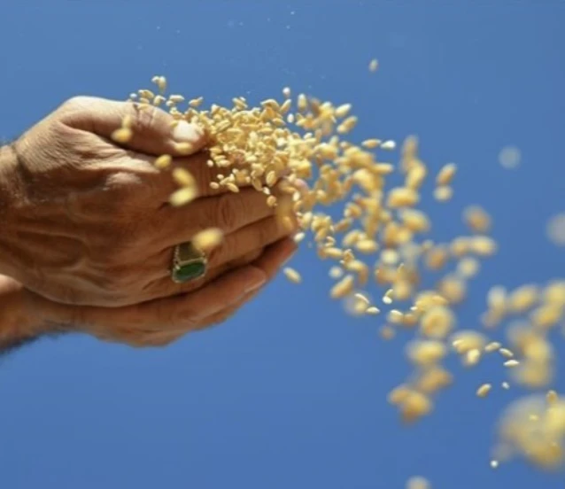 Enerji, gübre ve gıda fiyatlarında Hürmüz riski: FAO’dan sistemik şok uyarısı