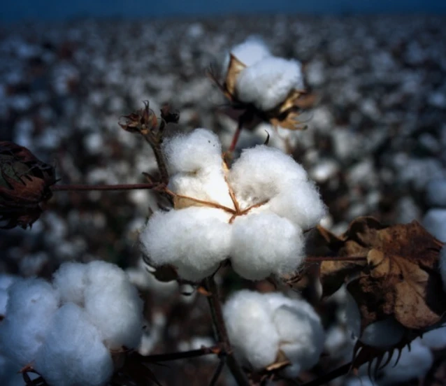 Enerji maliyetleri pamuk fiyatını zirveye taşıdı