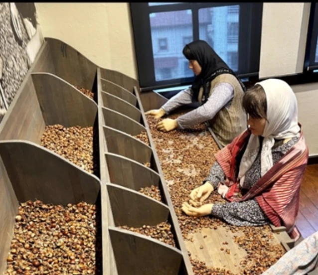 Fındığın bahçeden sofraya yolculuğu müzeye konu edildi