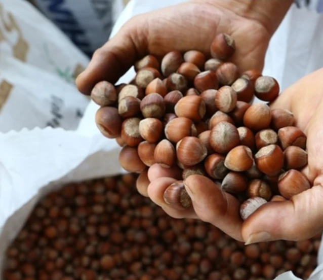 Fındıkta verim için yeni yollar aranıyor! İlk çalışma başladı