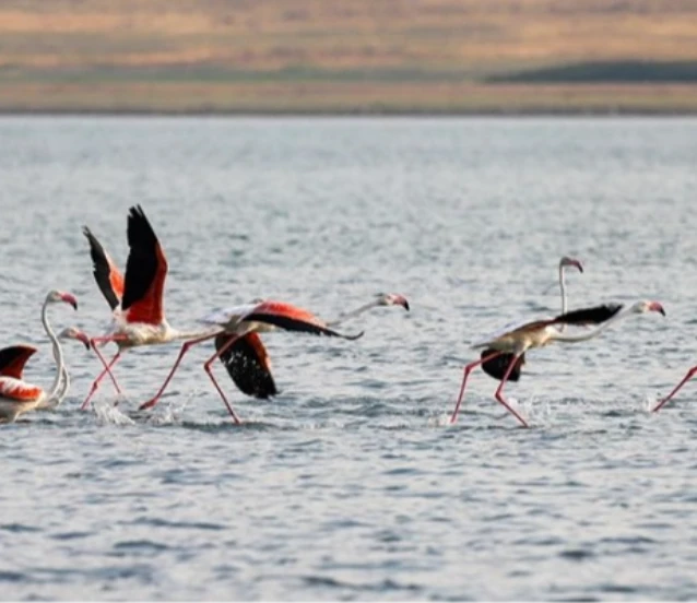 Flamingolar Van Gölü'ne renk katıyor