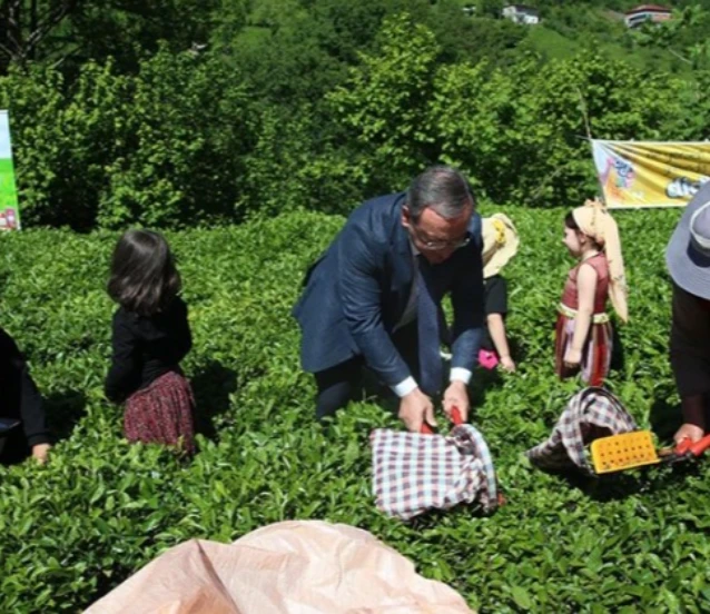Geleneksel çay hasadı etkinliği düzenlendi
