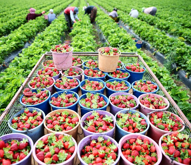 Gıda enflasyonunda çözüm ‘altın üçgen’ modelinde