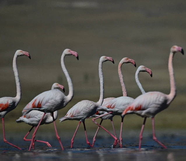 Göç eden flamingolara Erçek Gölü ev sahipliği yapıyor