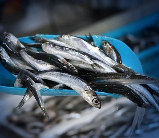 Hamsi ihracatı 11 ayda 14,4 milyon doları aştı: 20 ülkenin sofralarını süsl