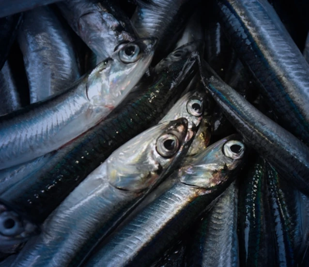 Hamsi ihracatında yeni pazarlar: Bulgaristan, Avustralya ve Suriye