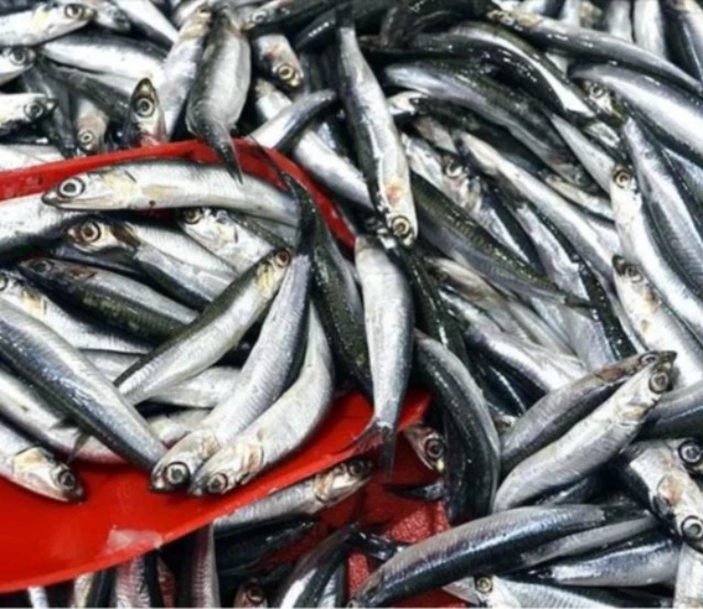 Hamsinin kilogramı 100 liradan satılıyor