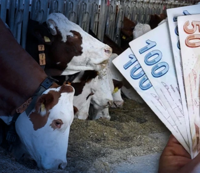 Hayvancılık desteklemelerinde yeni düzenlemeler Resmi Gazete'de