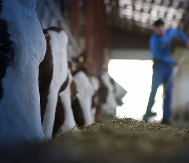 Hayvancılıkta verim ve kalite için 36,6 milyar lira kaynak