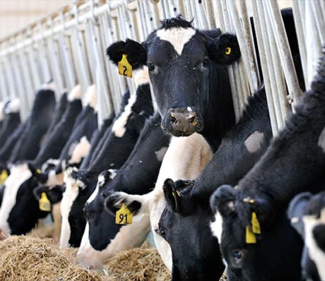 Hayvancılıkta yeni tebliğ: Resmi Gazete'de yayımlandı