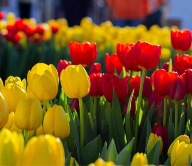 Hollanda'da Ulusal Lale Günü etkinliği yapıldı