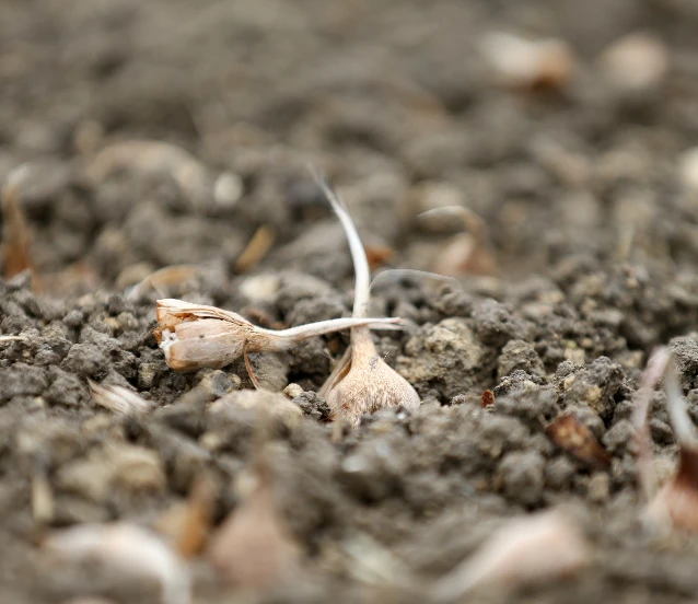 İklim değişimine yerli kalkan!