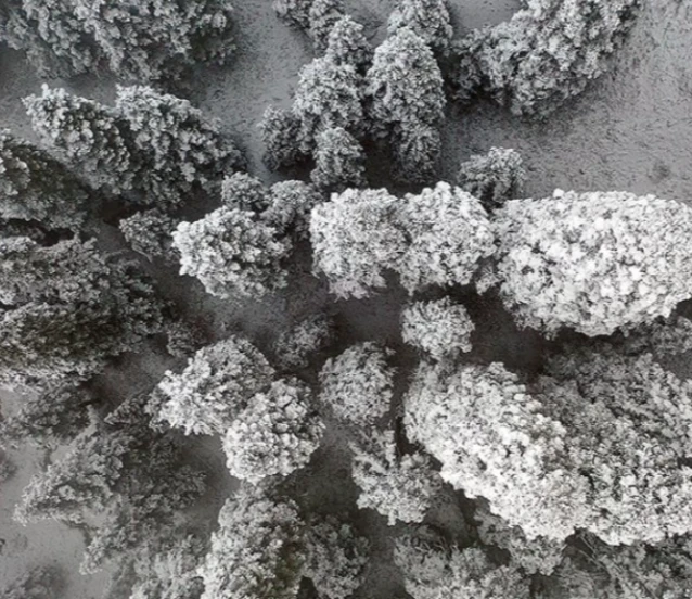 Ilgaz Dağı'nda kar ve sis etkili oldu: Kartpostallık görüntüler!