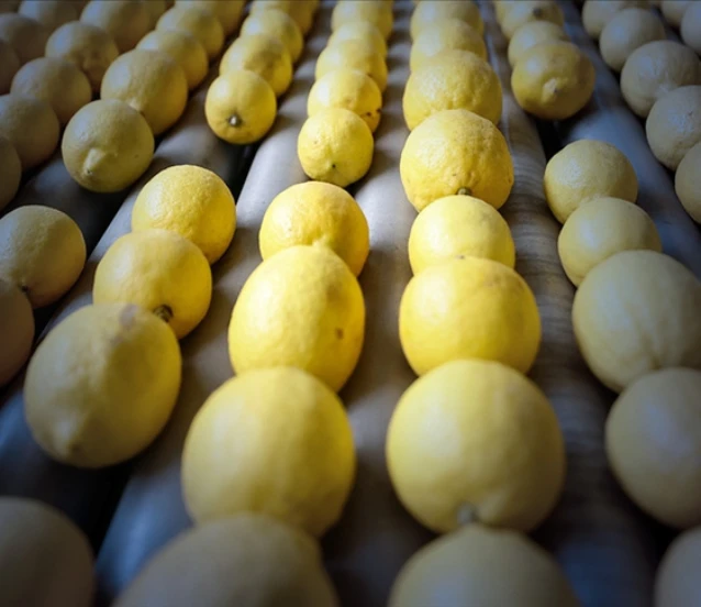 İlk çeyrekte en fazla limon Rusya'ya ihraç edildi!