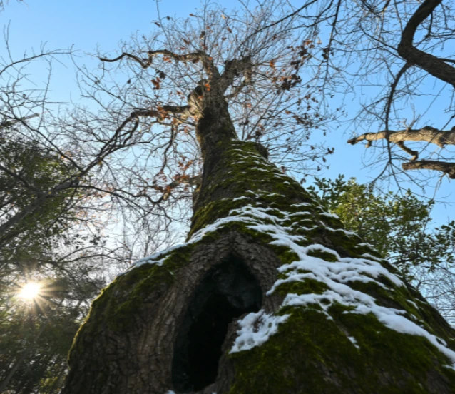 İstanbul'un asırlık devleri koruma altına alındı