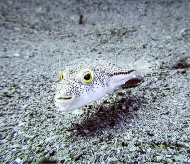 İstilacı türlerle mücadelede yeni dönem