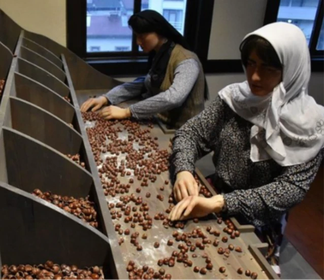 Kahraman Sağra Fındık Müzesi 14 bini aşkın kişi ziyaret etti!