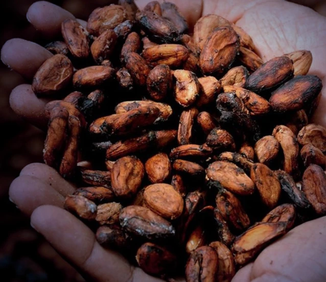 Kakao fiyatlarındaki düşüş devam ediyor: Yeni yıla da kayıpla başladı