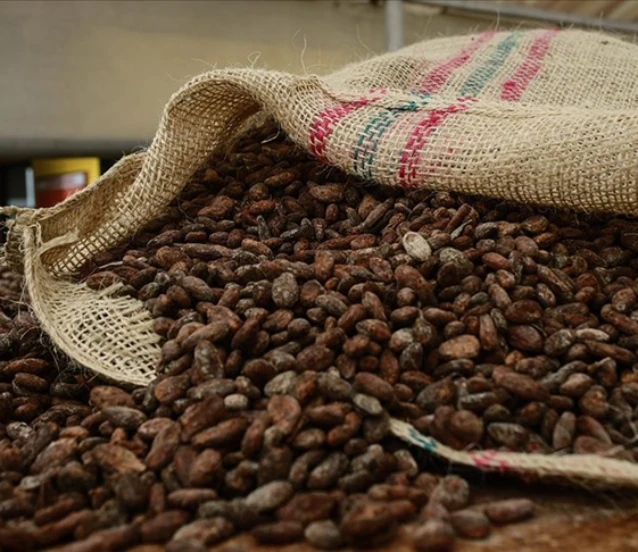 Kakaoda arz endişeleri azaldı: Fiyatlar yüzde 55 geriledi