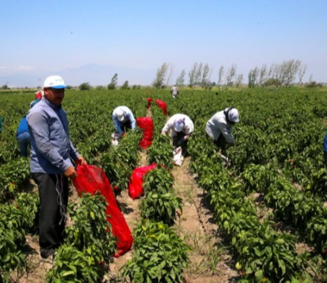 Kapya biber hasadı başladı!