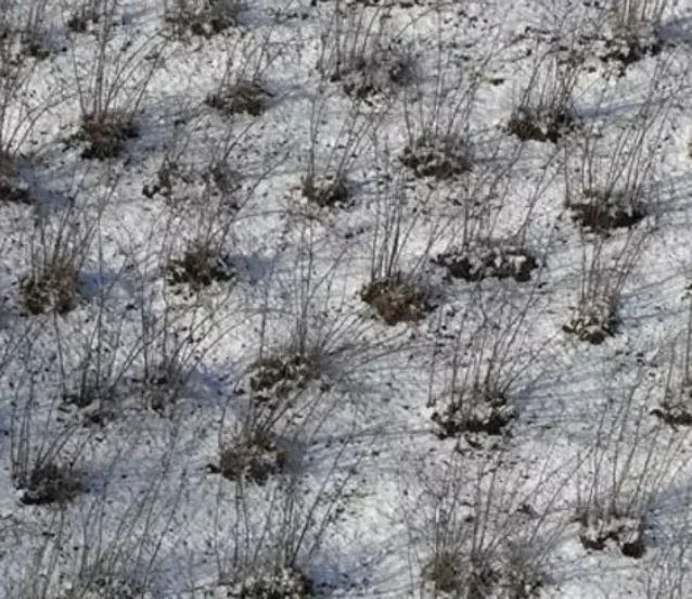 Karadeniz’de kar yağışı tarıma nefes aldırdı