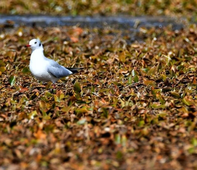 Kars'ta göçmen kuşların konakladığı Asboğa Gölü'nde su 60 metre çekildi