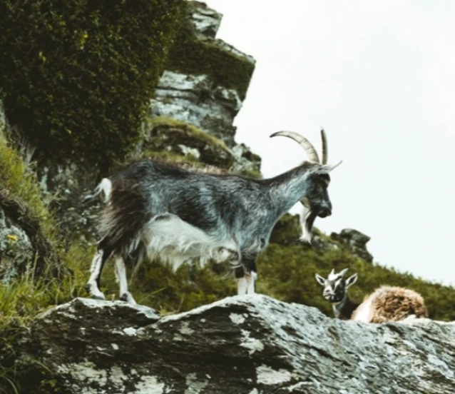 Kayseri'de yaban keçisi avlayan kişiye 953 bin lira ceza