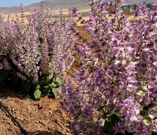 Kırşehir’de tıbbi aromatik bitkiler tarıma yön veriyor