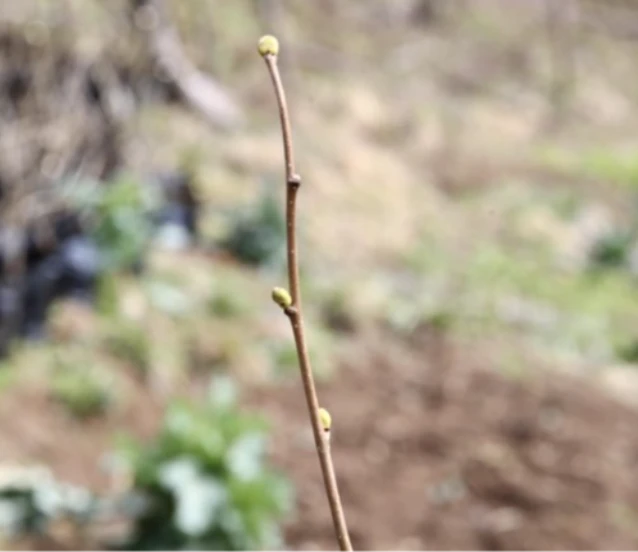 Köy kooperatifinde sertifikalı 3 bin fındık fidanı üretildi