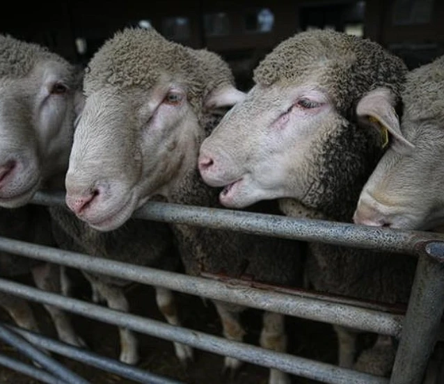 Küçükbaş hayvan desteği ne zaman verilecek? Takvim açıklandı