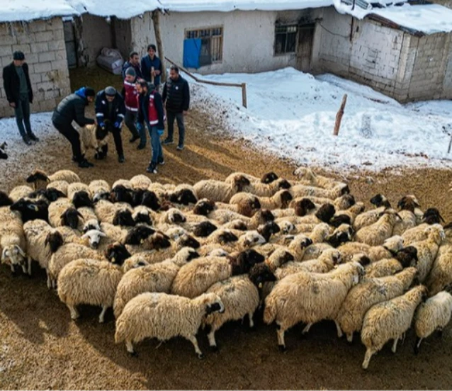Küçükbaş hayvancılıkta devlet desteği etkisi