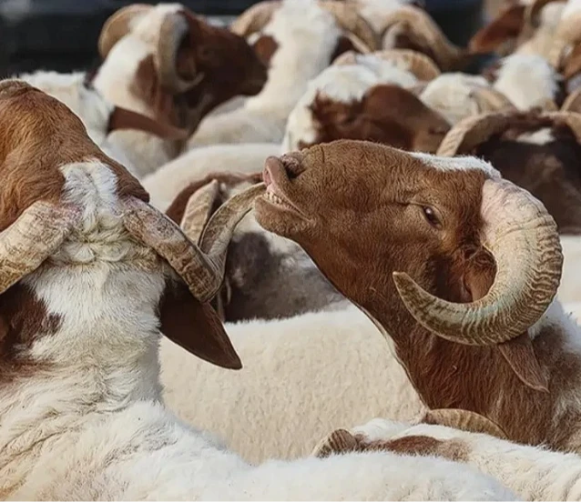 Kurban Bayramı tatili 9 gün olacak mı?