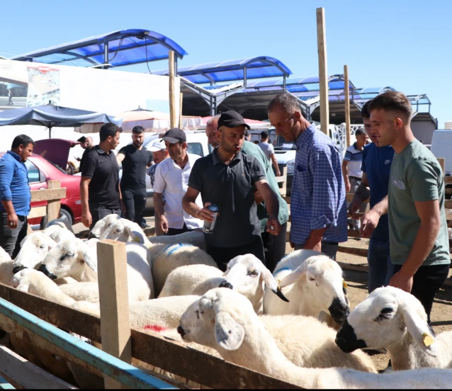 Kurban için tedbirler erkenden alındı: Kurbanlıklar 11 Mayıs'ta geliyor