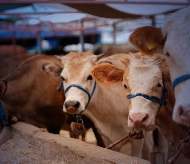 Kurban satış ve kesim yerleri için yeni kurallar: Tedbirler artırıldı