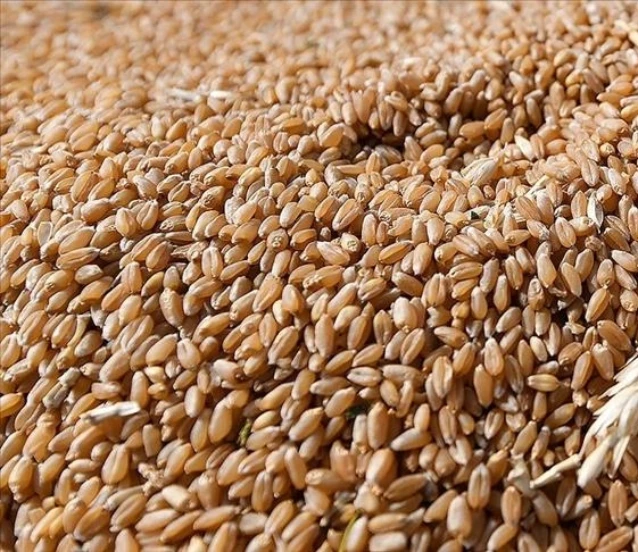 Küresel tahıl rekoltesi gıda fiyatlarını düşürebilir