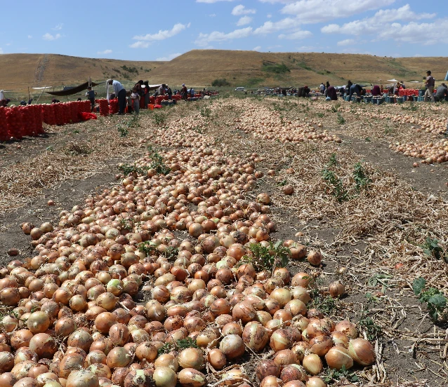 Kuru soğan hasadı başladı