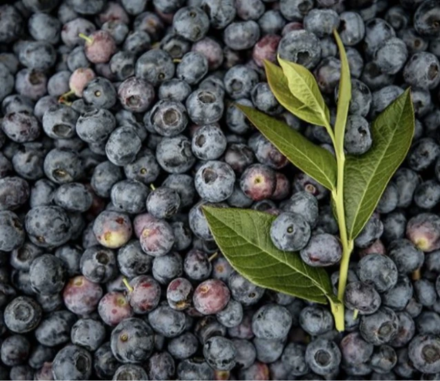 Kurutulmuş yaban mersini faydaları nelerdir?