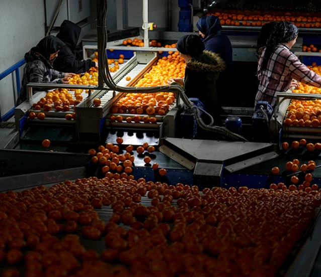 Mandalina ihracatında tarihi rekor kırıldı