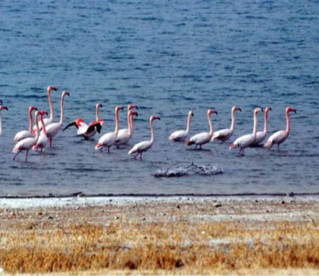 Manyas Kuş Cenneti görenleri büyülemeye devam ediyor!