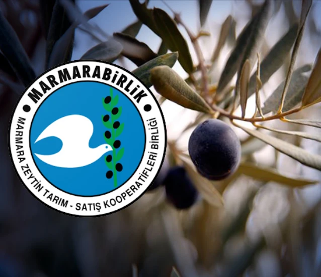Marmarabirlik ürün alım fiyatlarını açıkladı! Yağlık zeytin 53 TL