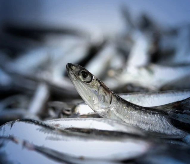 Martta İstanbul'da balık satış hacmi 4 bin 231 tona ulaştı