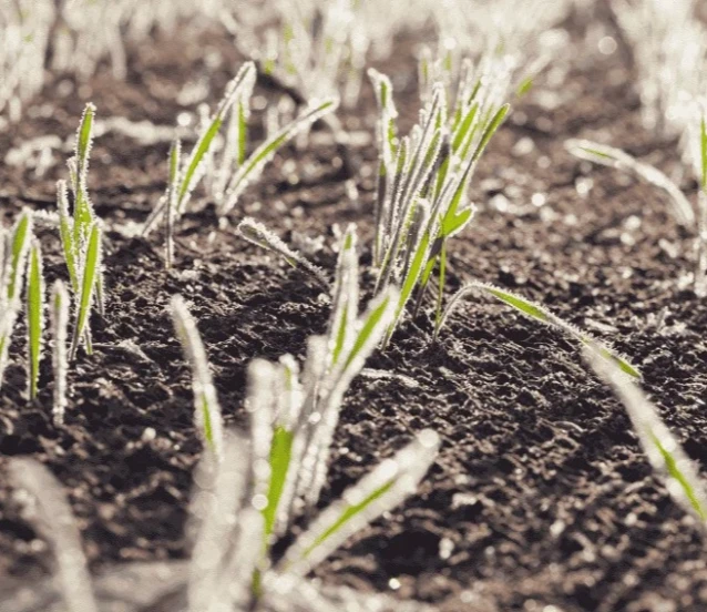 Meteoroloji Marmara Bölgesi için gün verdi! Zirai don olabilir